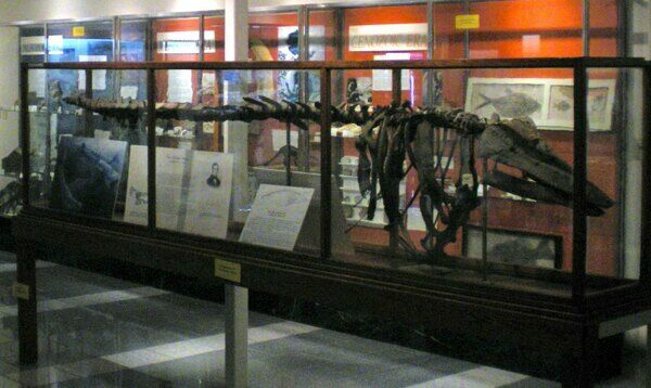 The skeleton of the Charlotte Whale on display at the Perkins Geology Museum in Vermont.